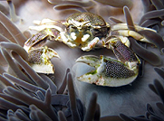 videography in similans