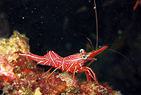 video training similans