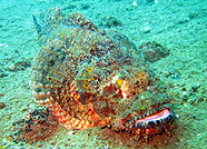 video courses similans