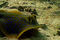 stingray