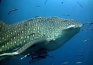 whaleshark - thailand