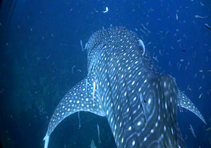 whale shark - koh tao