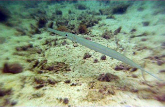 cornet fish - thailand
