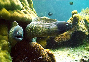 moray eel
