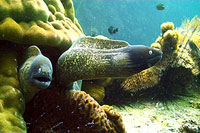 moray eel - Koh Tao