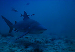 bullshark - thailand