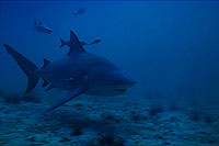 bullshark - thailand