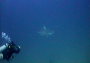 videographer filming a bull shark