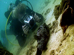 iain filming puffer fish - koh tao\