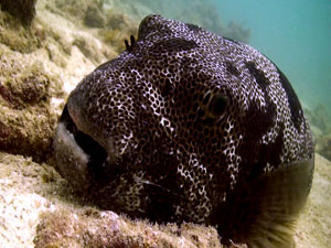 underwater video student iain - thailand