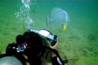 batfish being filmed
