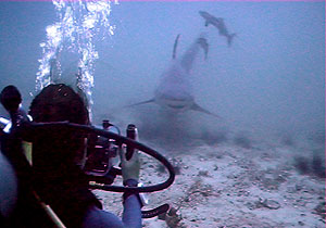 internship trainee films bullsharks