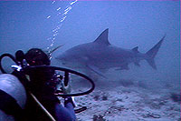 bullshark - koh tao