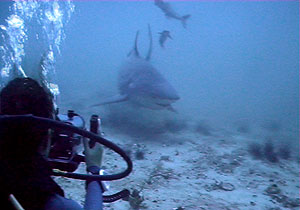 bullsharks filmed by ddp - thailand