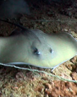 jenkins ray koh tao