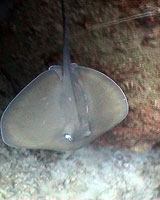 jenkins ray koh tao thailand