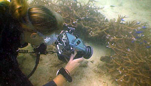 moray eel filmed by videography student - thailand