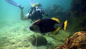 underwater video trainee Justine filming - Koh Tao