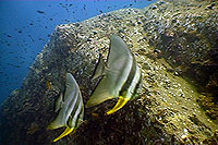 batfish - thailand