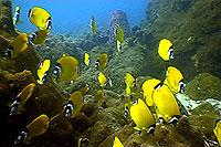 butterflyfish  - thailand