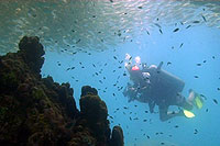underwater videographer - koh tao