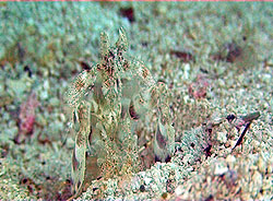 matis shrimp 3