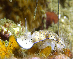 nudibranch kot tao thailand