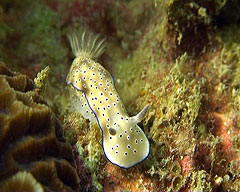 nudibranch