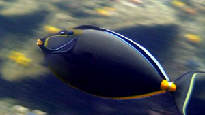 ornage spine unicornfish