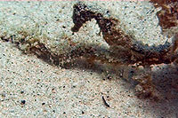 seahorse - mango bay, koh tao