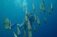marine videography - thailand