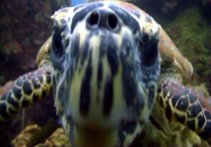 hinwong turle close up - thailand