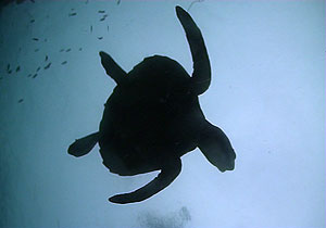 hawksbill turtle - hinwong