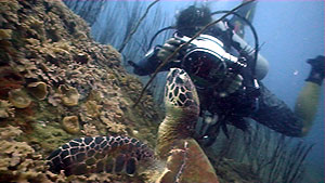 hawksbill turtle - koh tao