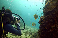 beaked coral fish - white rock