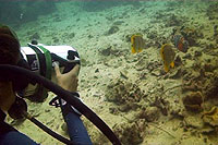 long nose butterfly fish - koh tao