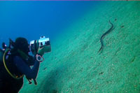 student filming seasnke - koh tao