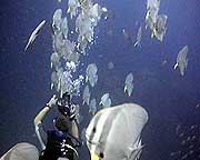 video student filming batfish