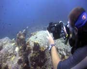 video student filming triggerfish
