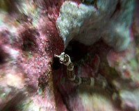 banded pipe fish