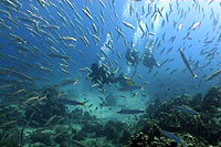 open water students crystal dive resort