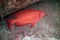 cresent tailed big eye