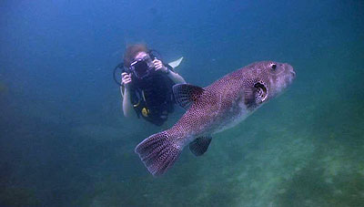 bobbie filming puffer fish on koh tao - thailand