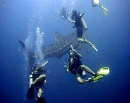 whaleshark with open water students