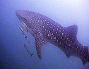 whaleshark - koh tao