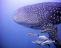 whaleshark - thailand