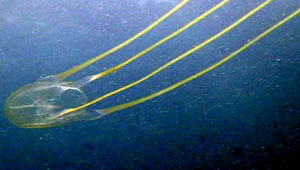 box jellyfish, koh tao