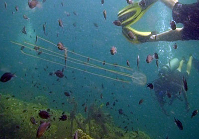 box jelly - thailand