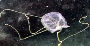 box jelly fish