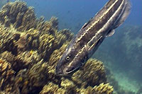 catfish koh tao thailand